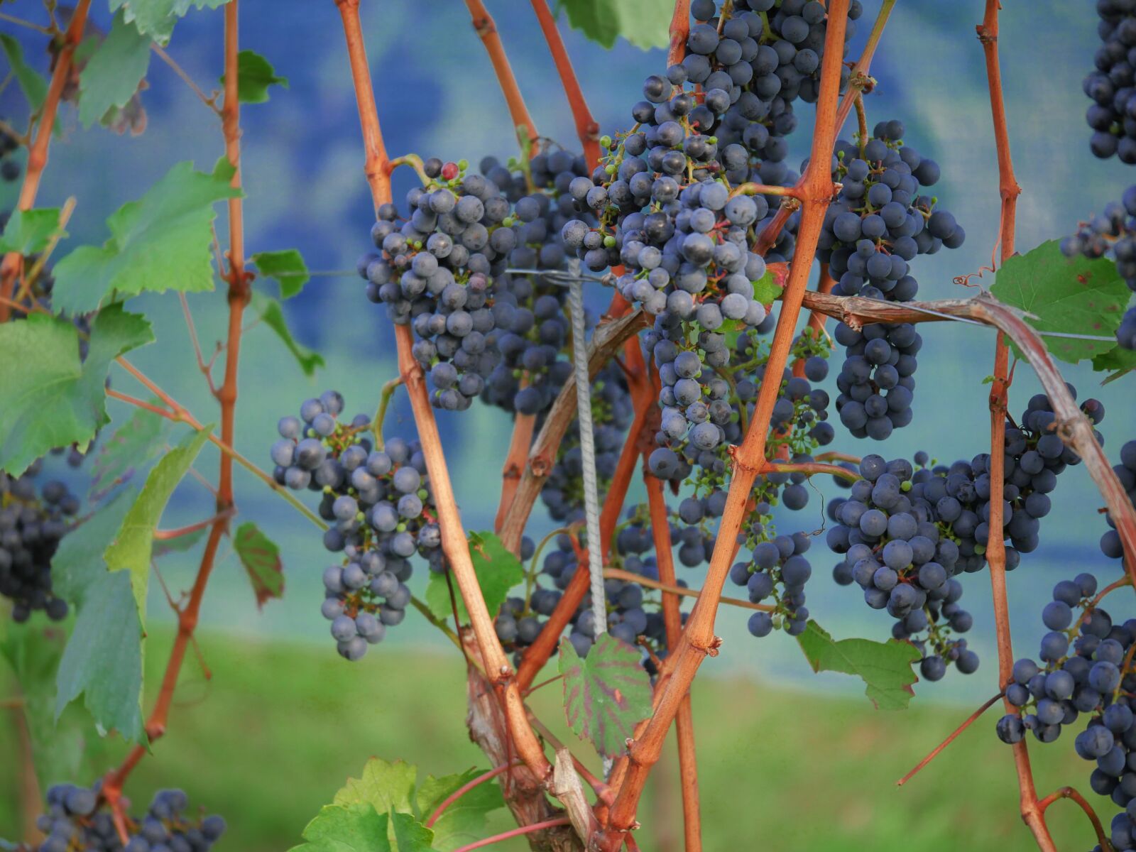 Panasonic Lumix DMC-GX8 sample photo. Grapes, red wine, vineyard photography