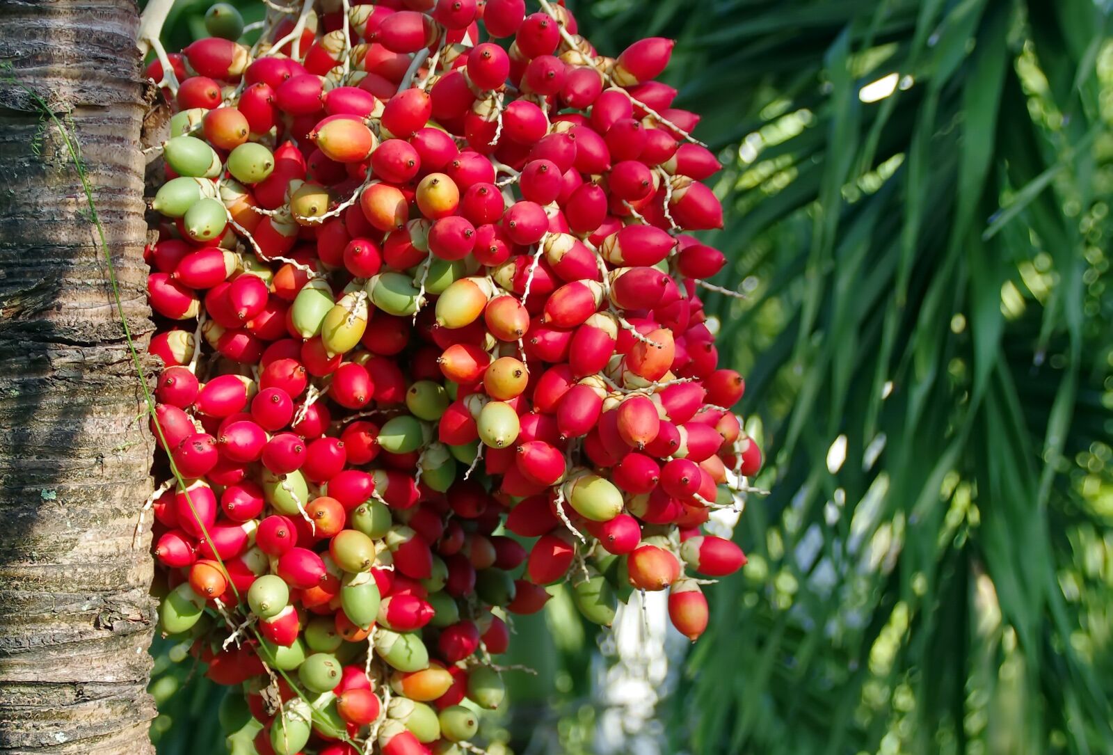 Pentax K-5 sample photo. Palm, fruit, red photography