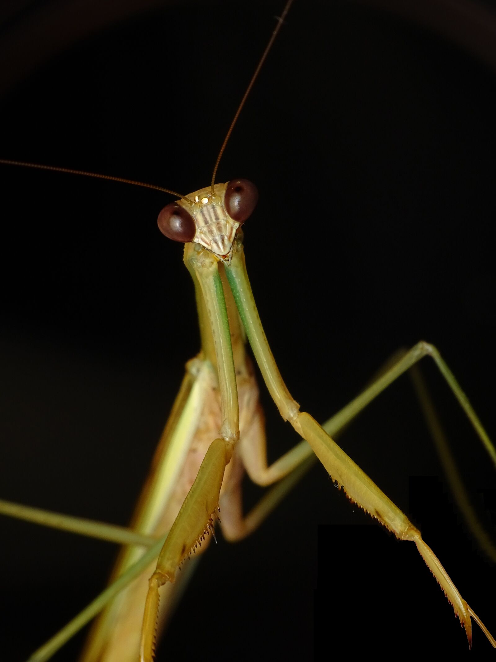 Sony Cyber-shot DSC-HX350 sample photo. Praying mantis, insect, grasshopper photography