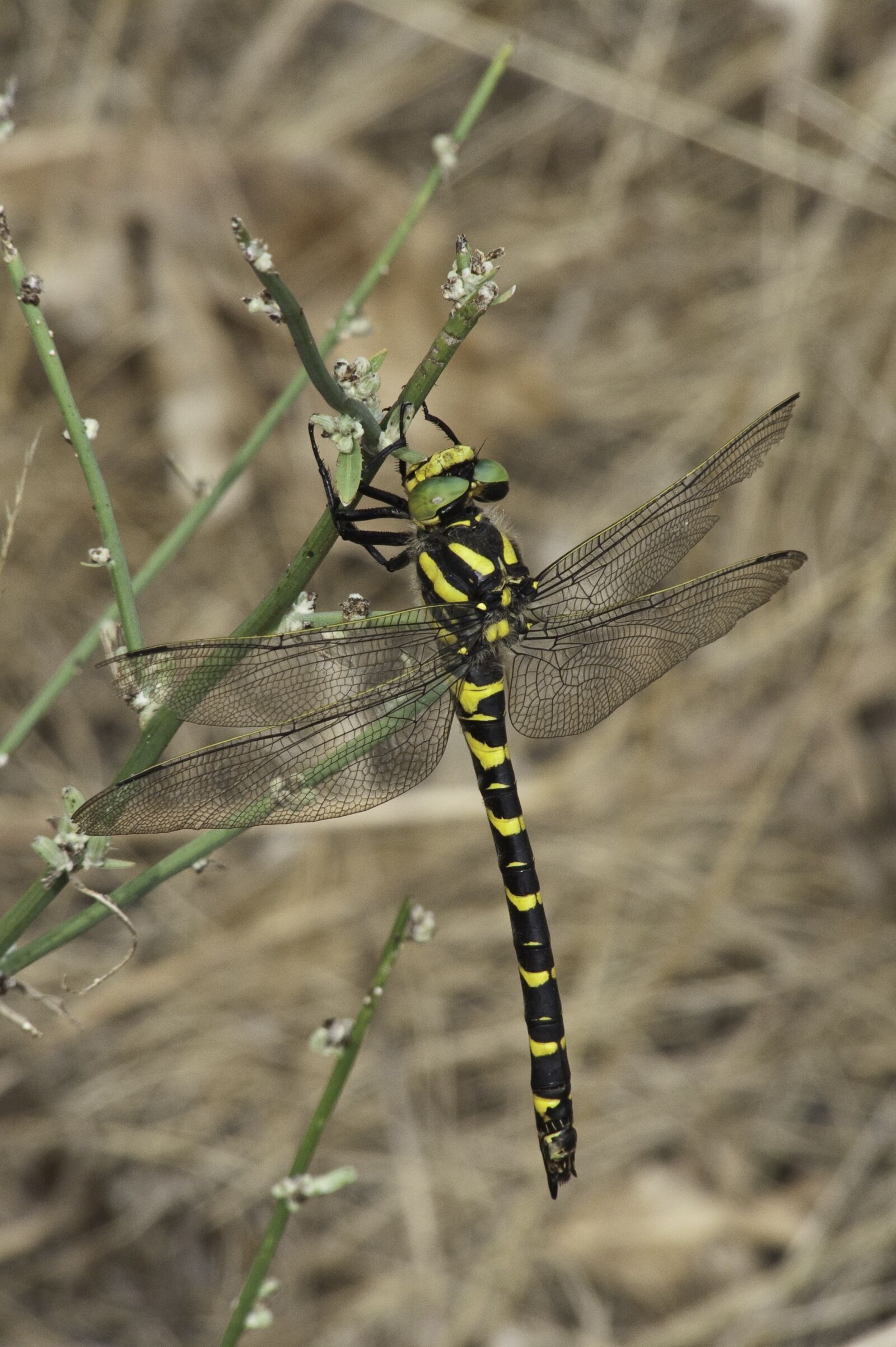 Panasonic DMC-FZ18 sample photo. Insect, dragonfly, yellow black photography