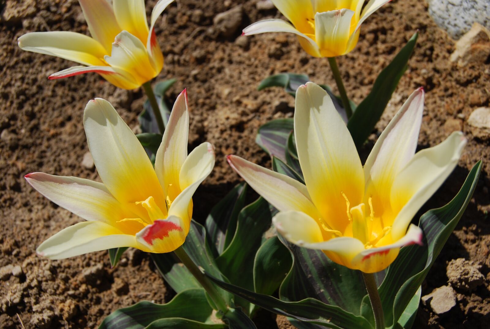 Nikon D40X sample photo. Nature, plant, flower photography