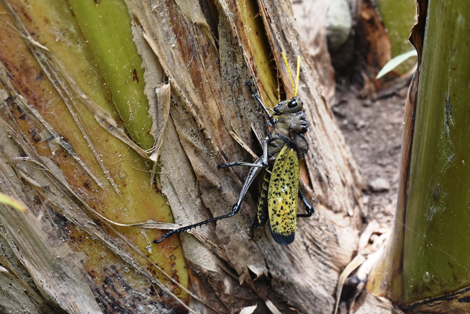 Nikon D3400 sample photo. Grasshopper, nature, animals photography