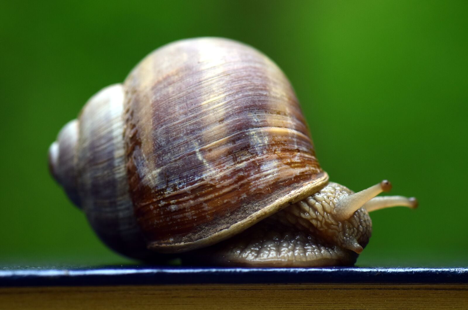 Nikon D3300 sample photo. Snail, shell, mollusk photography