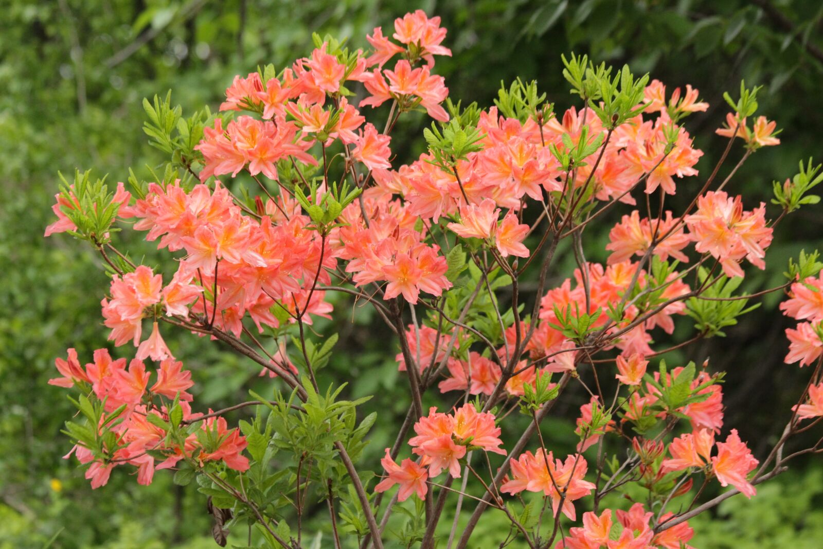 Canon EOS 650D (EOS Rebel T4i / EOS Kiss X6i) sample photo. Rhododendron, plant, bloom photography