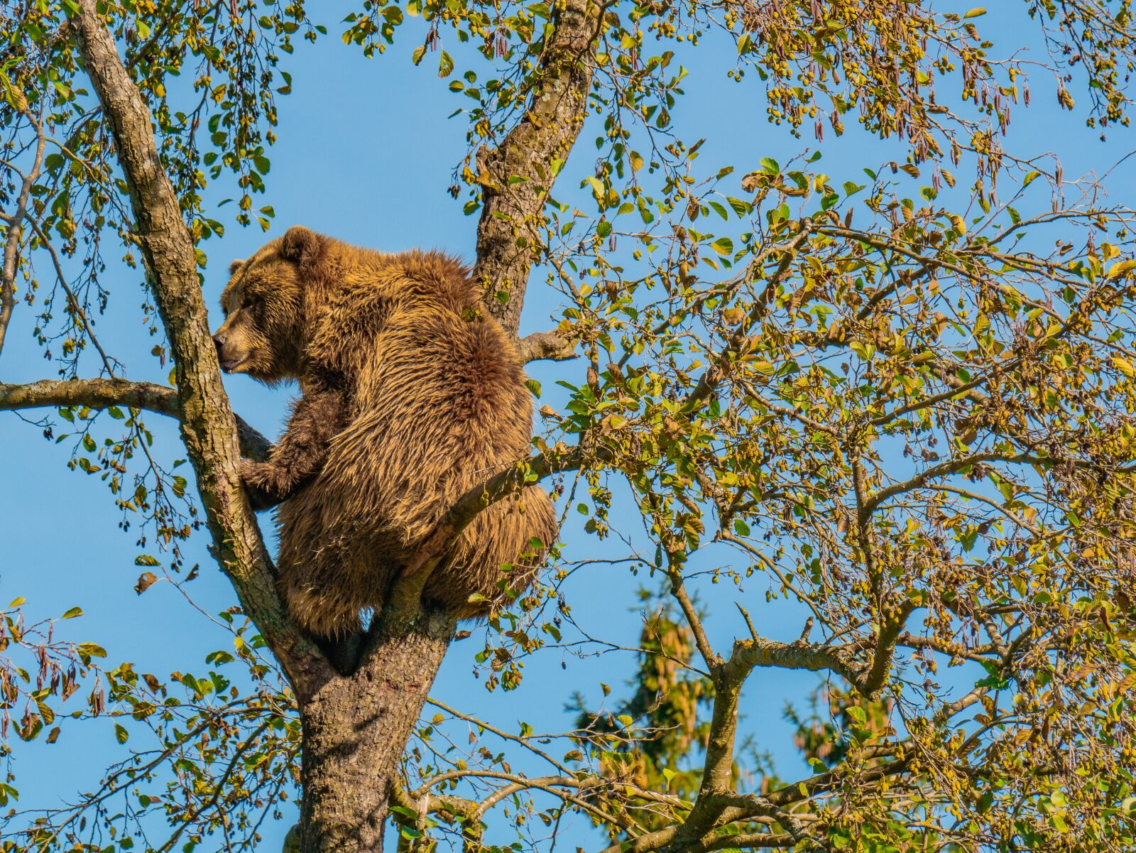 LUMIX G VARIO 100-300/F4.0-5.6II sample photo. Bear, brown bear, furry photography