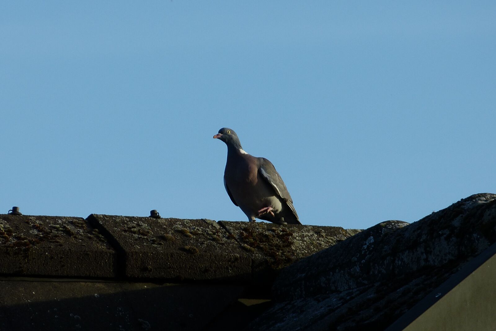 Panasonic Lumix DMC-FZ150 sample photo. Dove, roof, bird photography