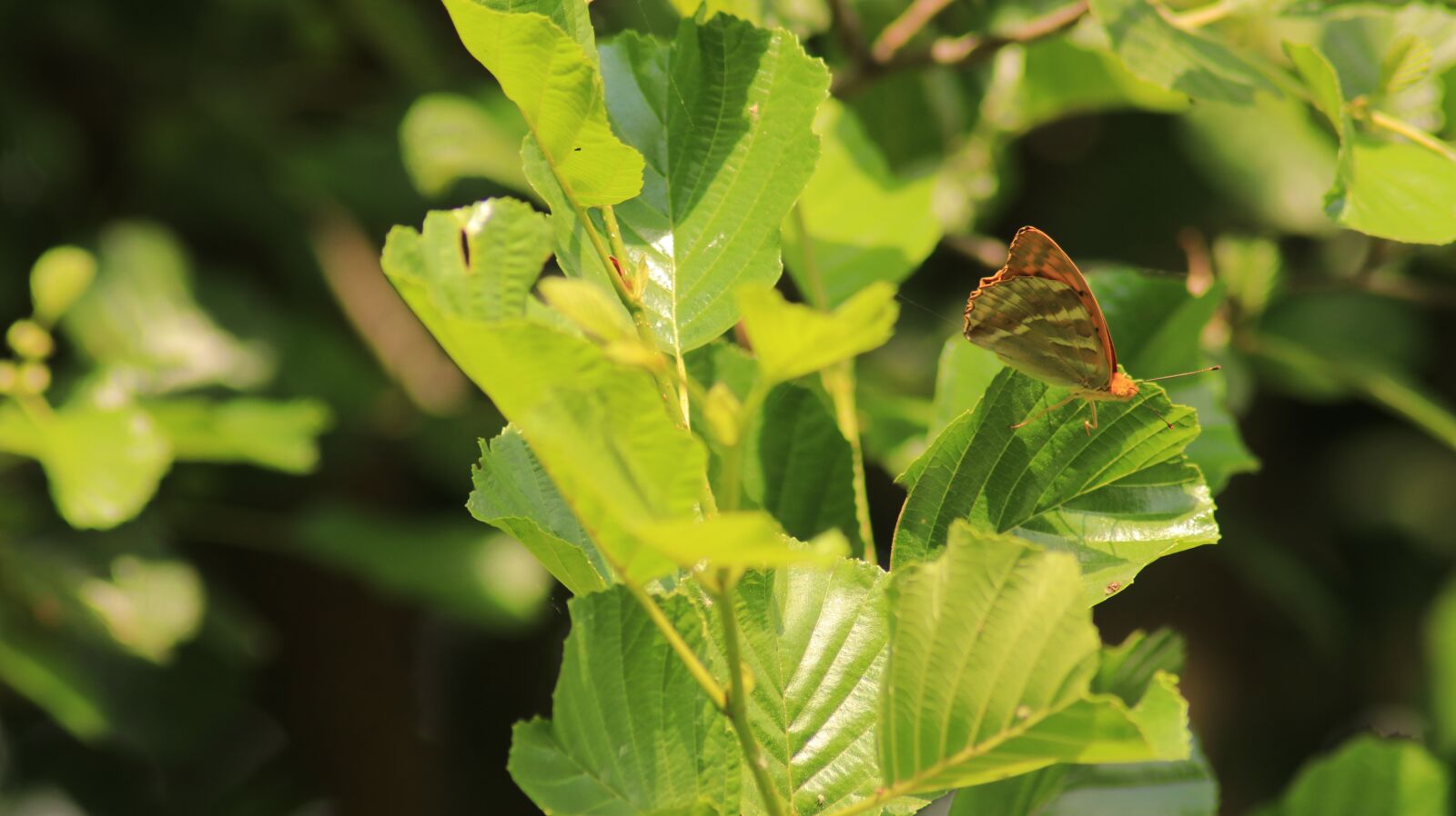 Canon EOS 80D sample photo. Butterfly, leaves, insect photography