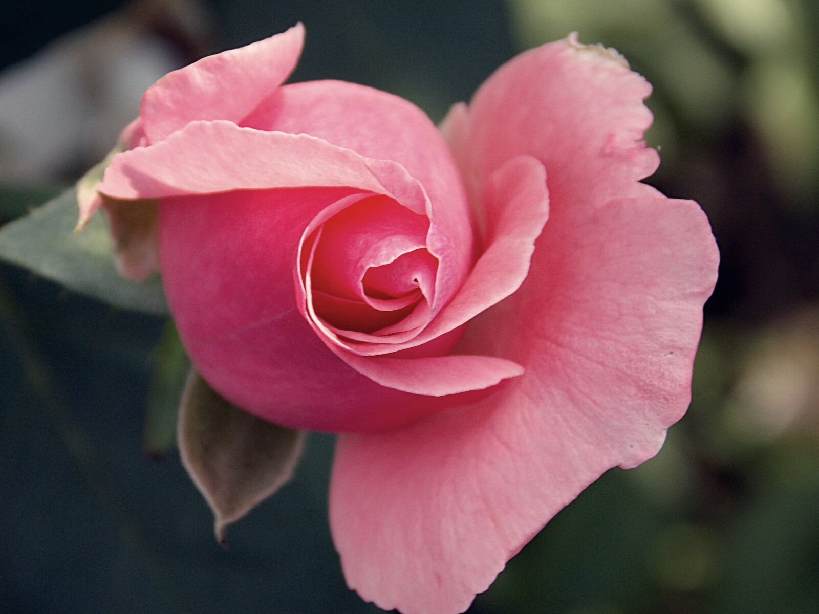 Nikon Coolpix L810 sample photo. Rose, nature, pink photography