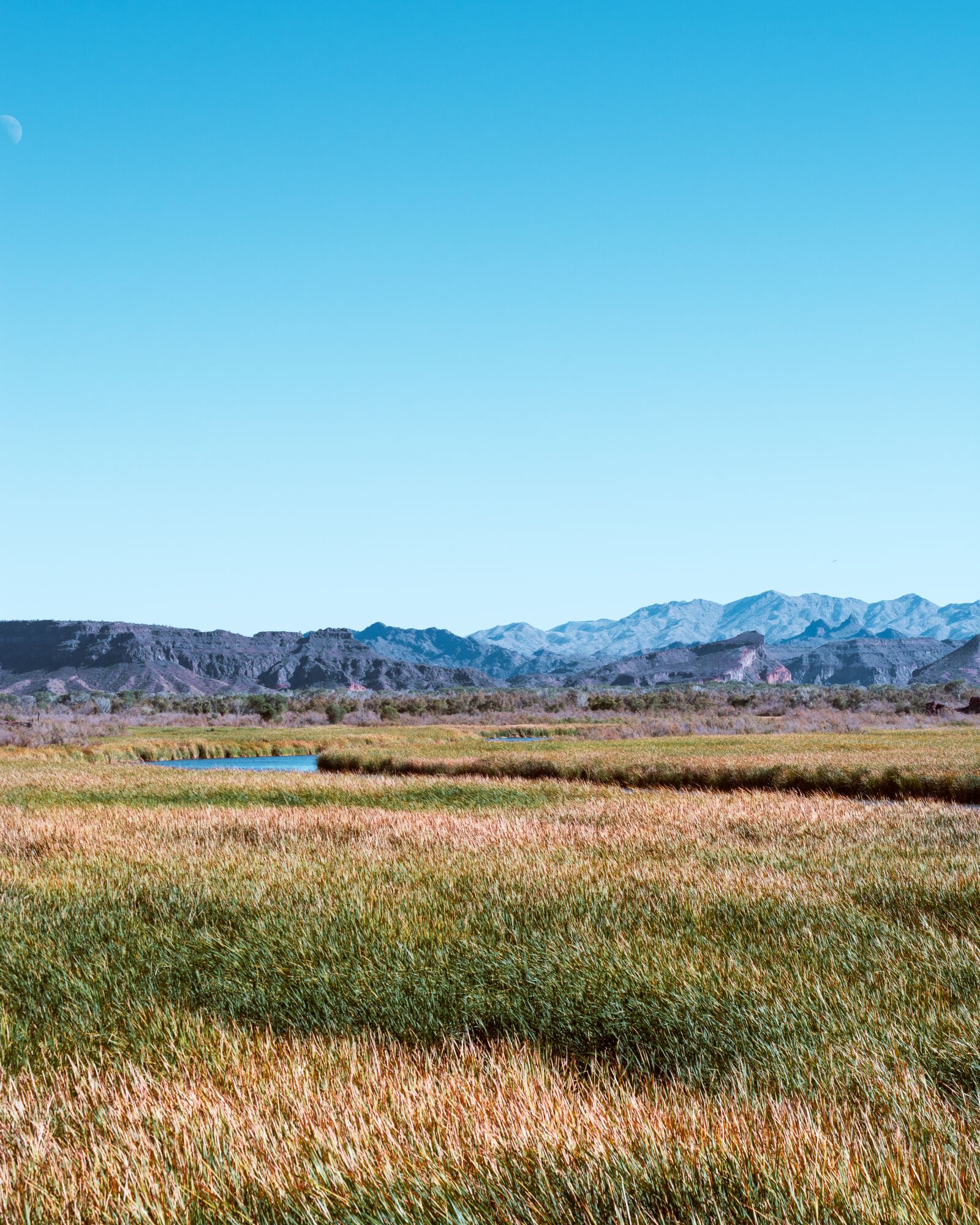Nikon D7100 sample photo. Marsh, grass, swamp photography