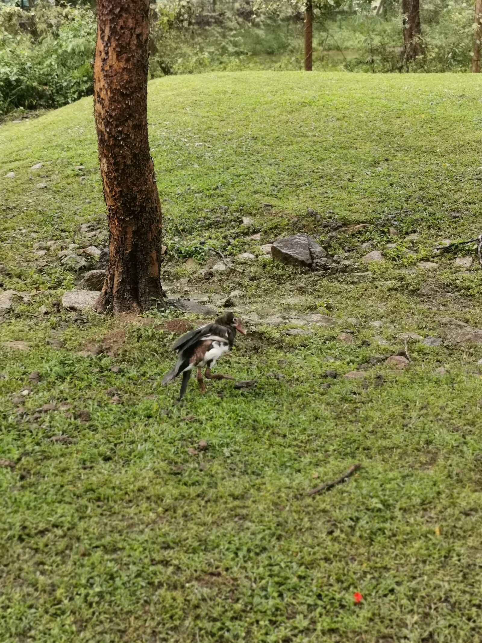 HUAWEI P30 sample photo. Tree, bird, landscape photography