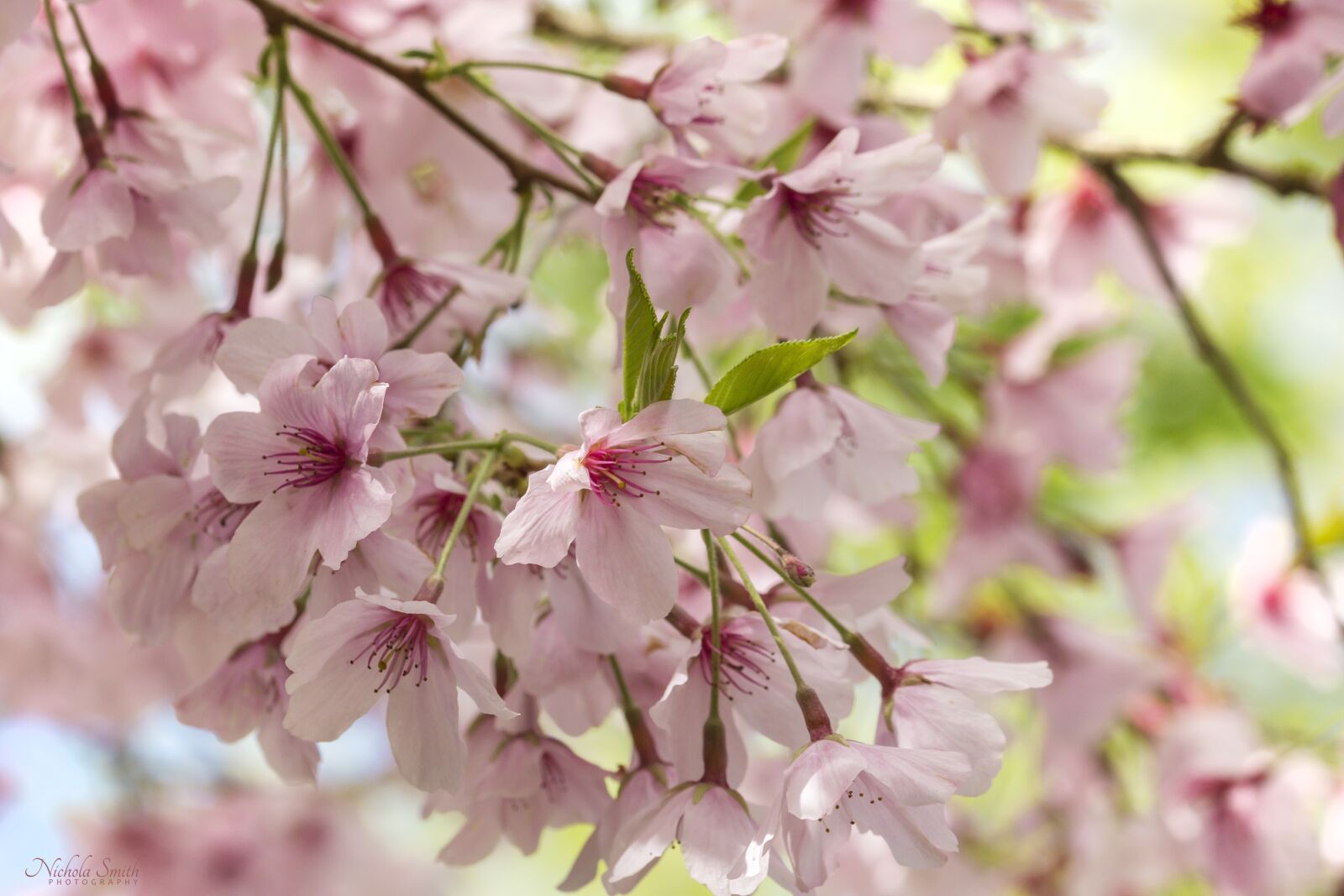 Nikon D7200 sample photo. Blossom, pink, spring photography