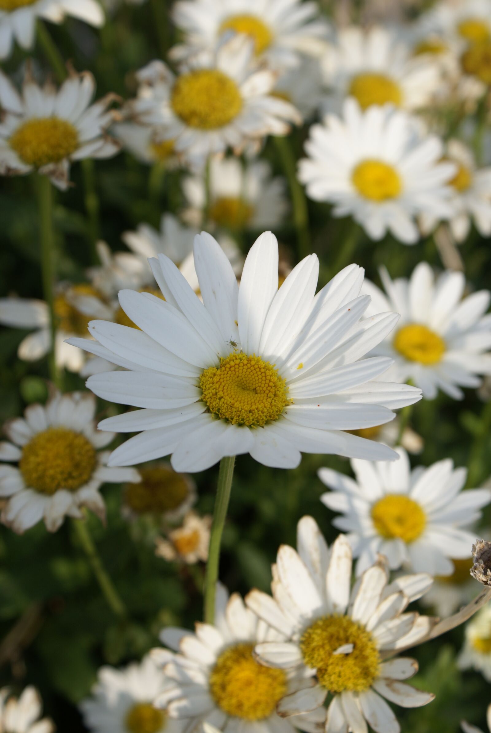 Sony Alpha DSLR-A100 sample photo. Daisy, flower, nature photography
