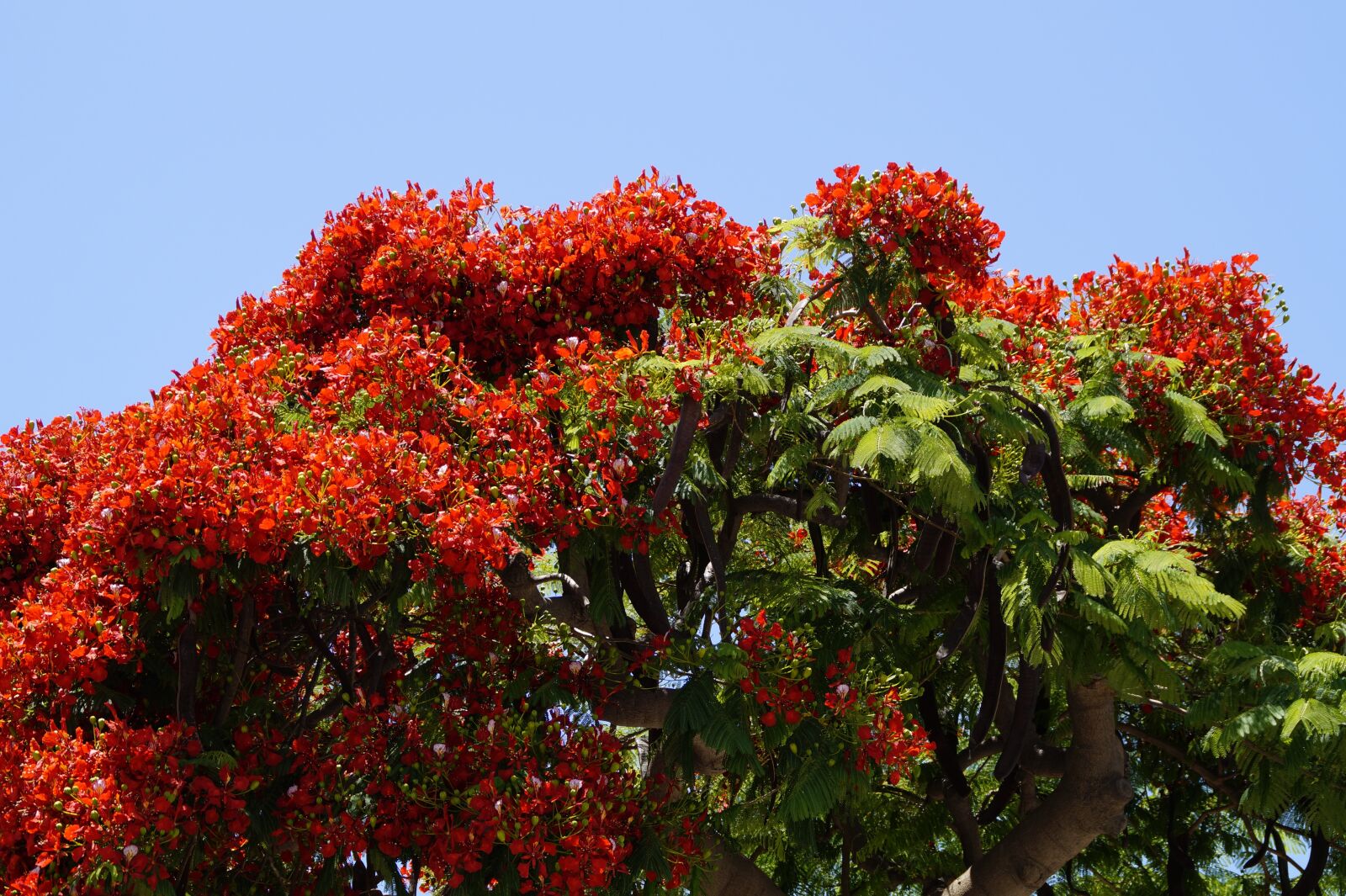 Sony SLT-A58 sample photo. Flamboyant, delonix regia, red photography