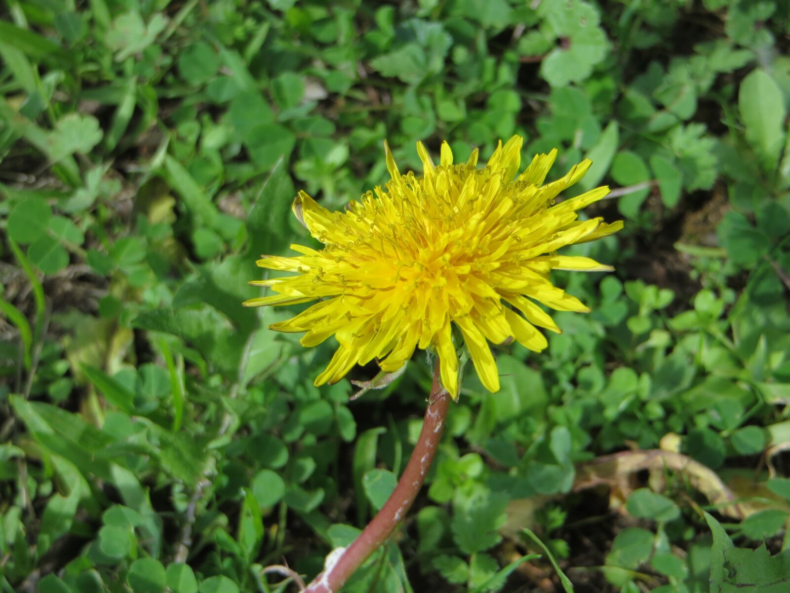 Canon PowerShot SX260 HS sample photo. Nature, flora, flower photography