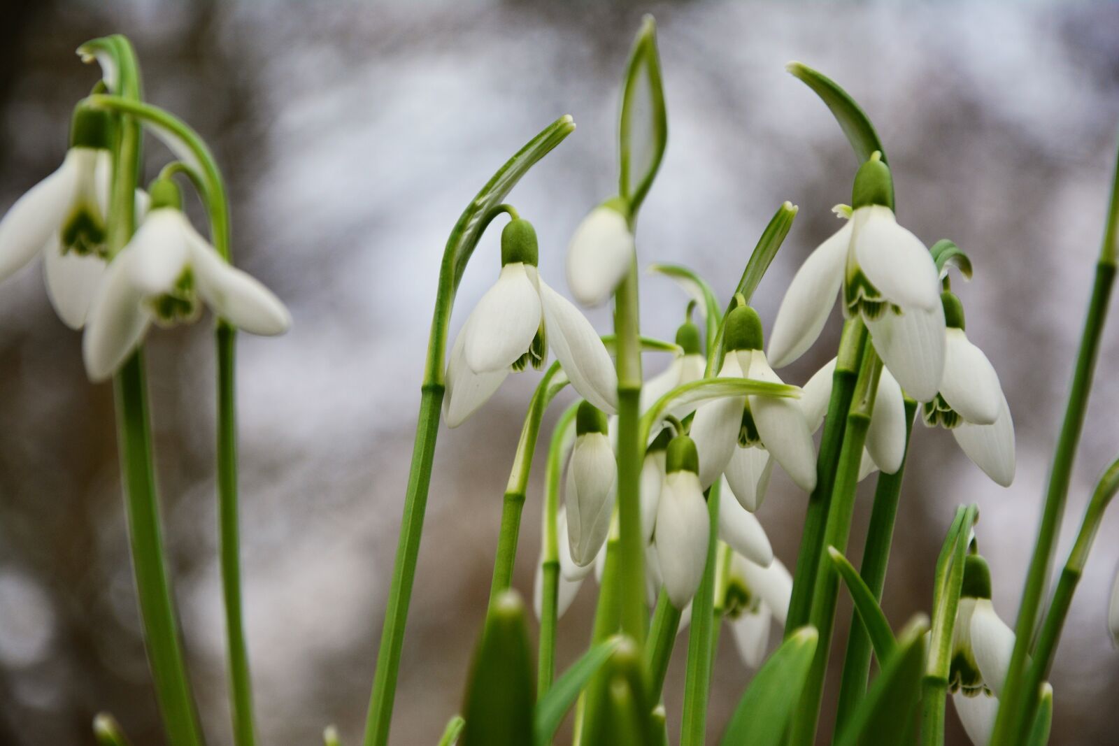 Nikon D5200 sample photo. Snowdrop, spring flowers, signs photography