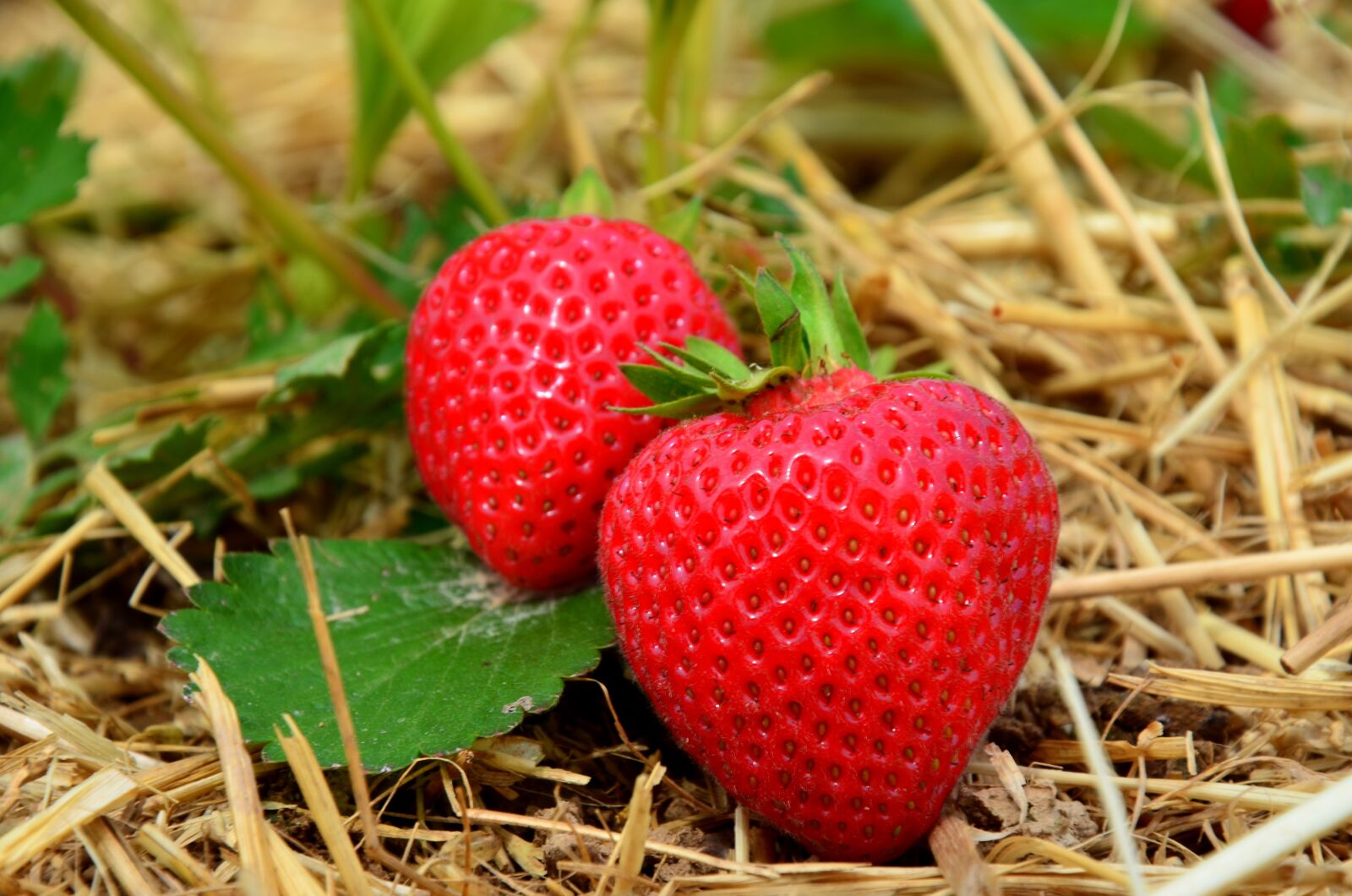 Nikon D5100 sample photo. Fruit, strawberry, field photography