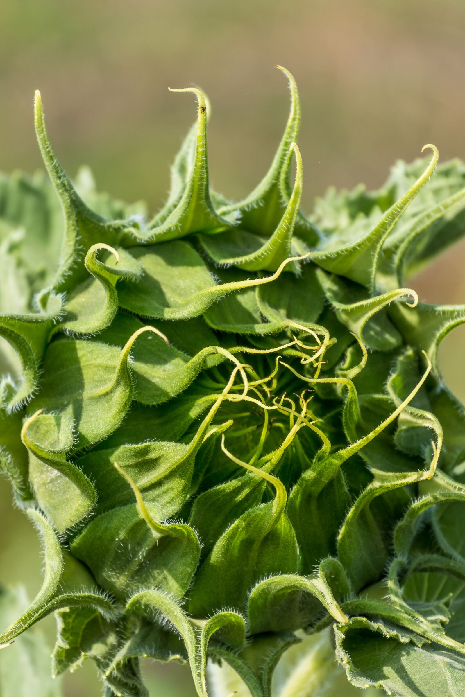 Nikon 1 Nikkor VR 30-110mm F3.8-5.6 sample photo. Sunflower, nature, green photography