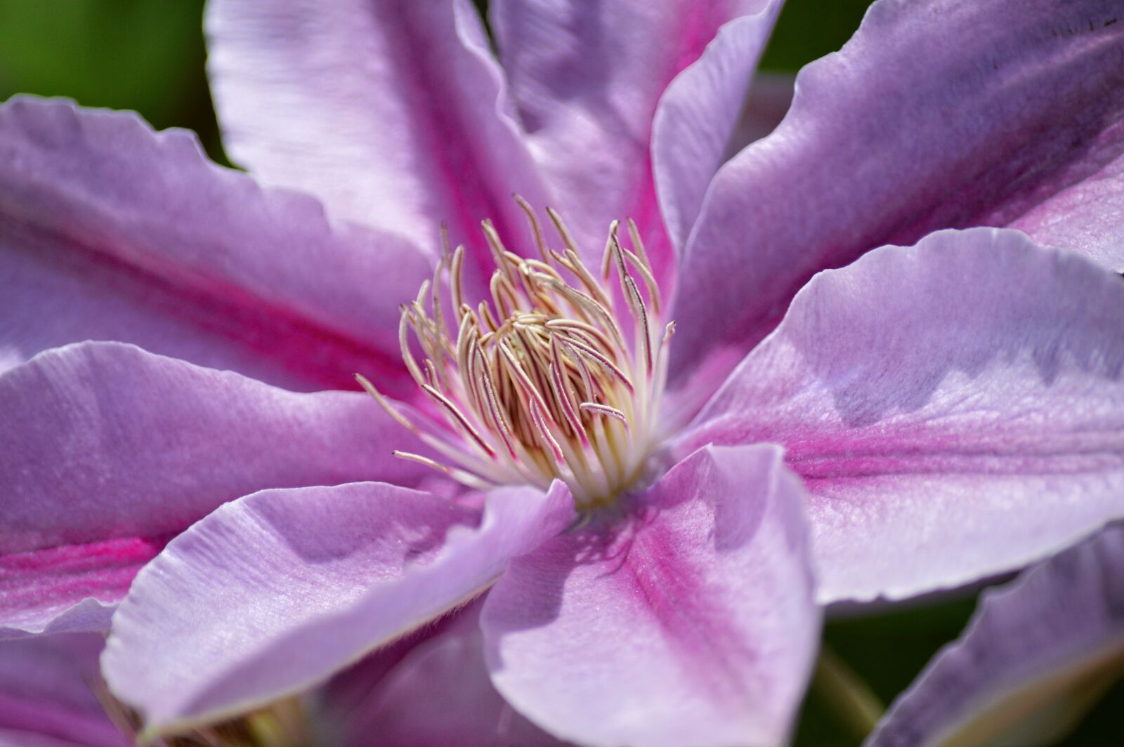 Nikon D3200 sample photo. Clematis, floral, plant photography