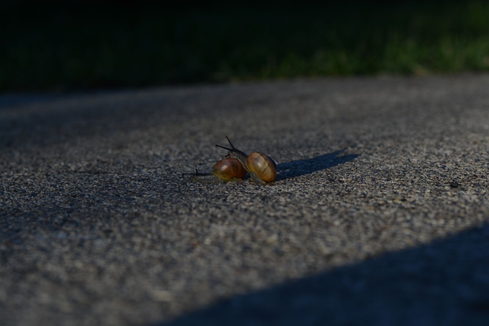 Nikon D7100 sample photo. Conch, worm, nature photography