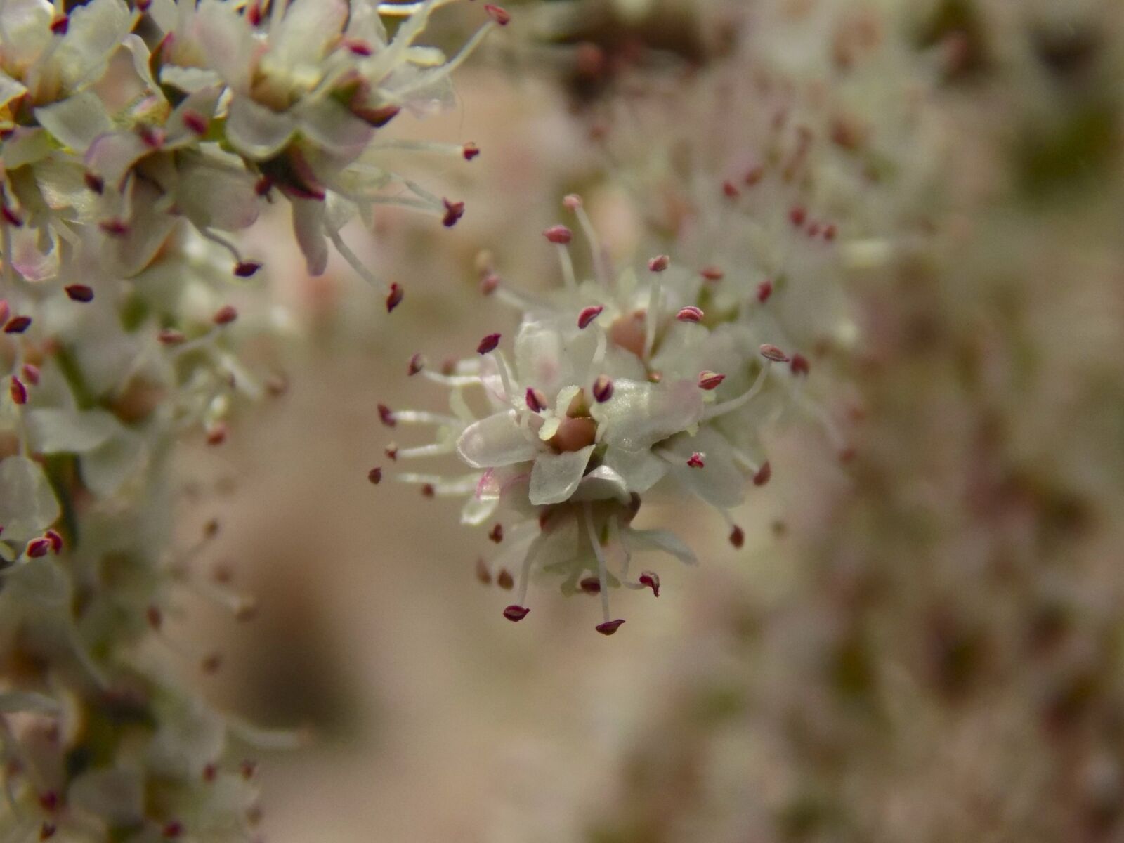 Nikon COOLPIX L330 sample photo. Tamarisk, bloom, spring photography