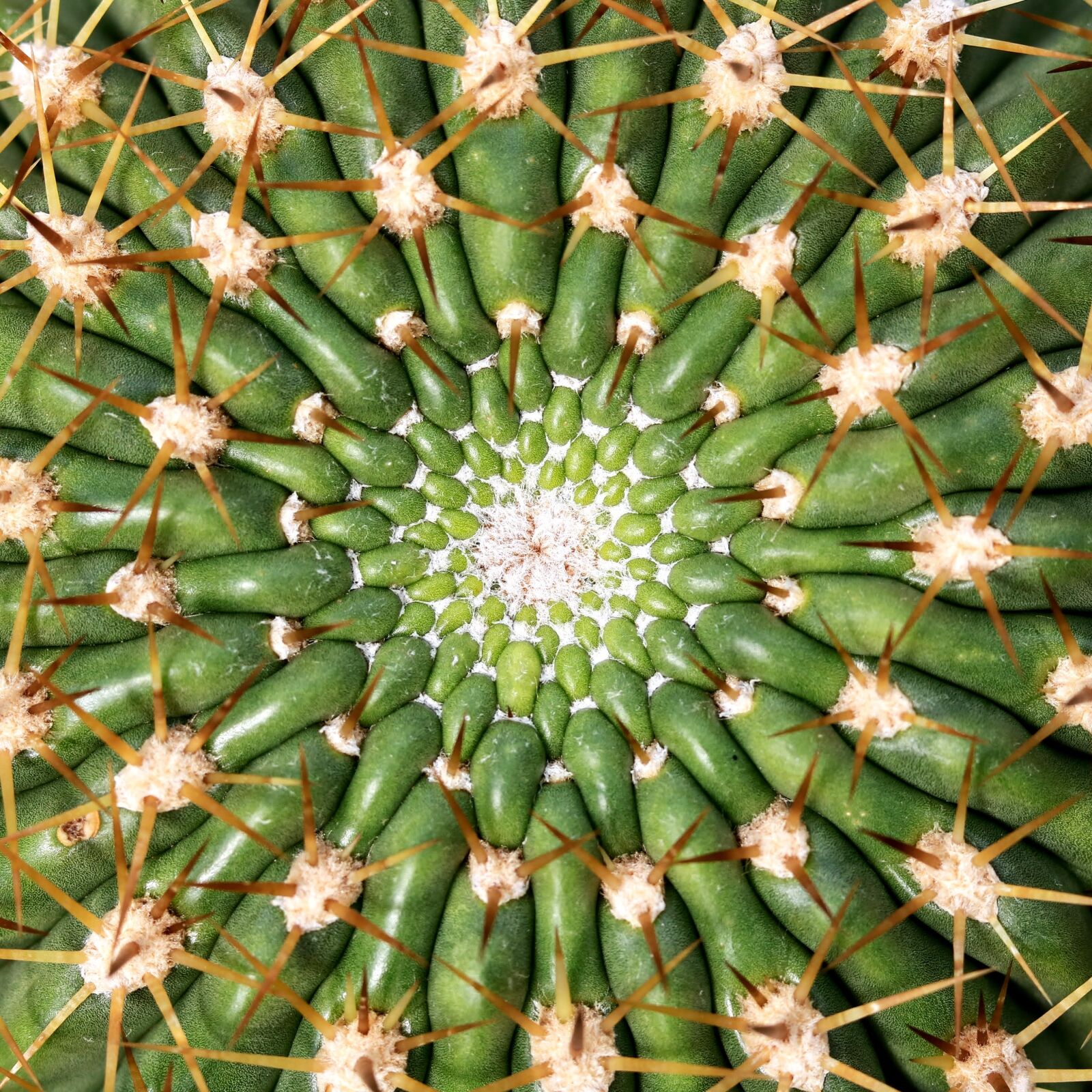 Canon EOS 750D (EOS Rebel T6i / EOS Kiss X8i) sample photo. Cactus, barbed, juice plant photography