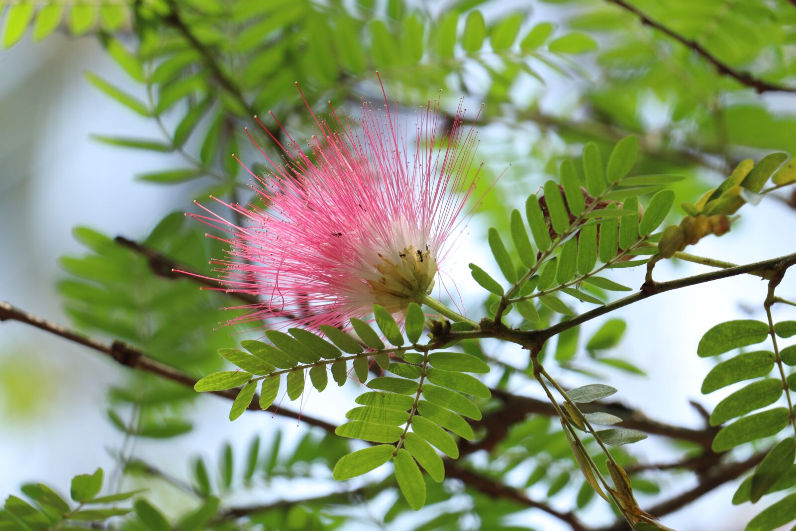 Canon EOS 250D (EOS Rebel SL3 / EOS Kiss X10 / EOS 200D II) sample photo. Kerala, nature, brush flower photography