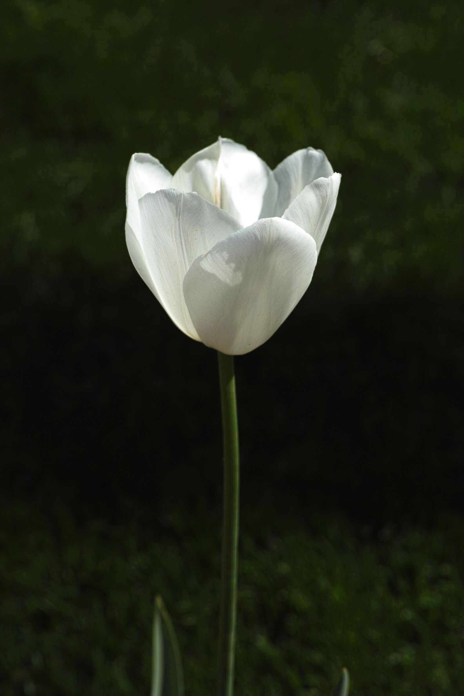 Sigma DP3 Merrill sample photo. Tulips, flower, flowers photography