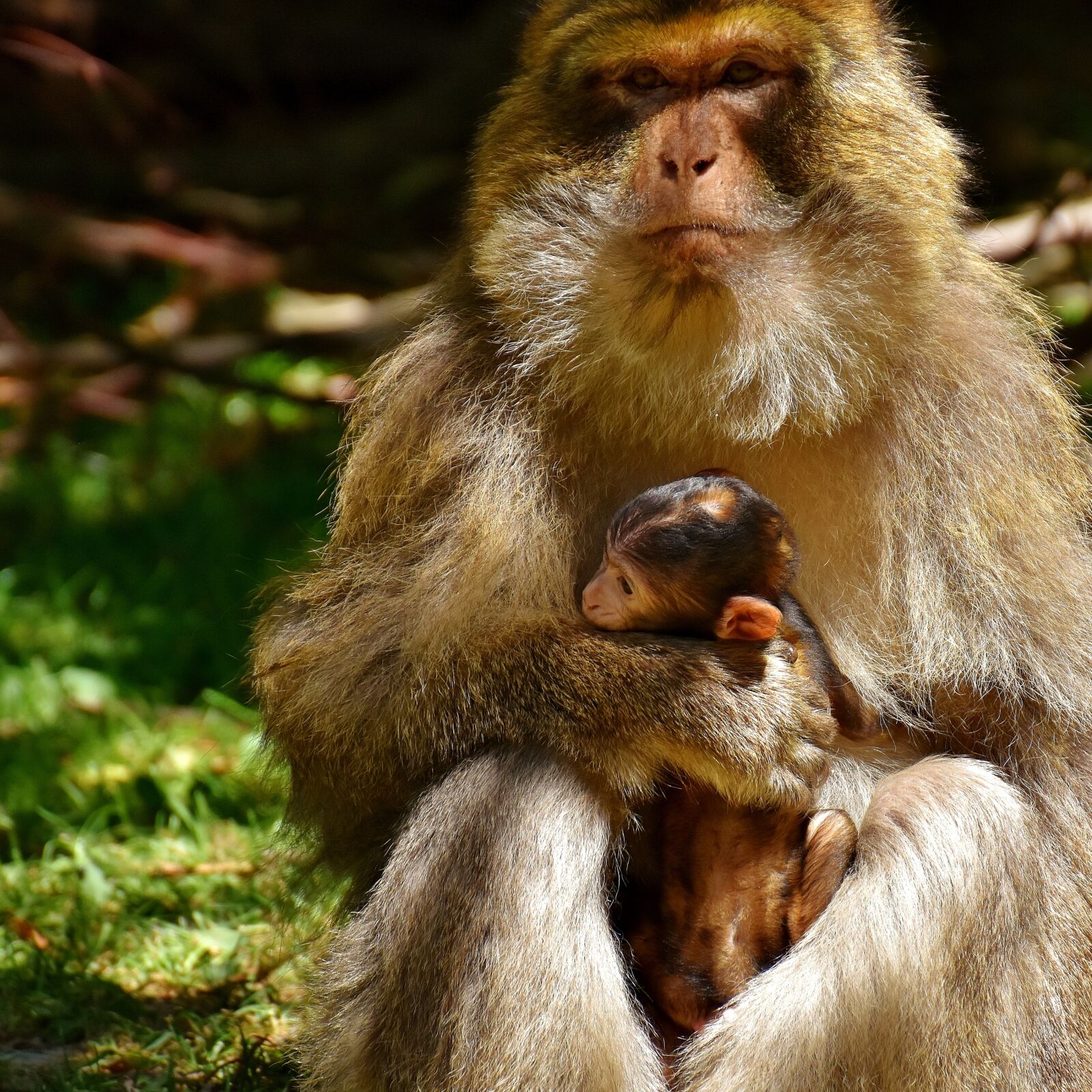 Nikon D7200 sample photo. Ape, baby monkey, barbary photography