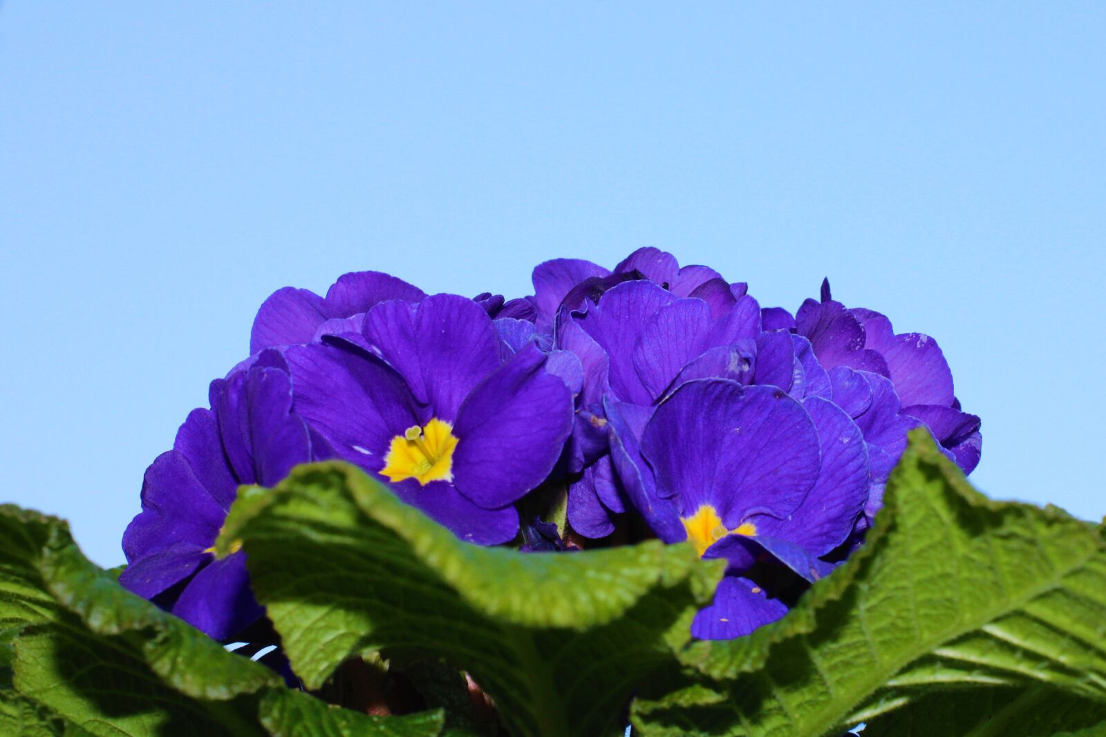 Canon EOS 2000D (EOS Rebel T7 / EOS Kiss X90 / EOS 1500D) sample photo. Flower, blue, spring photography