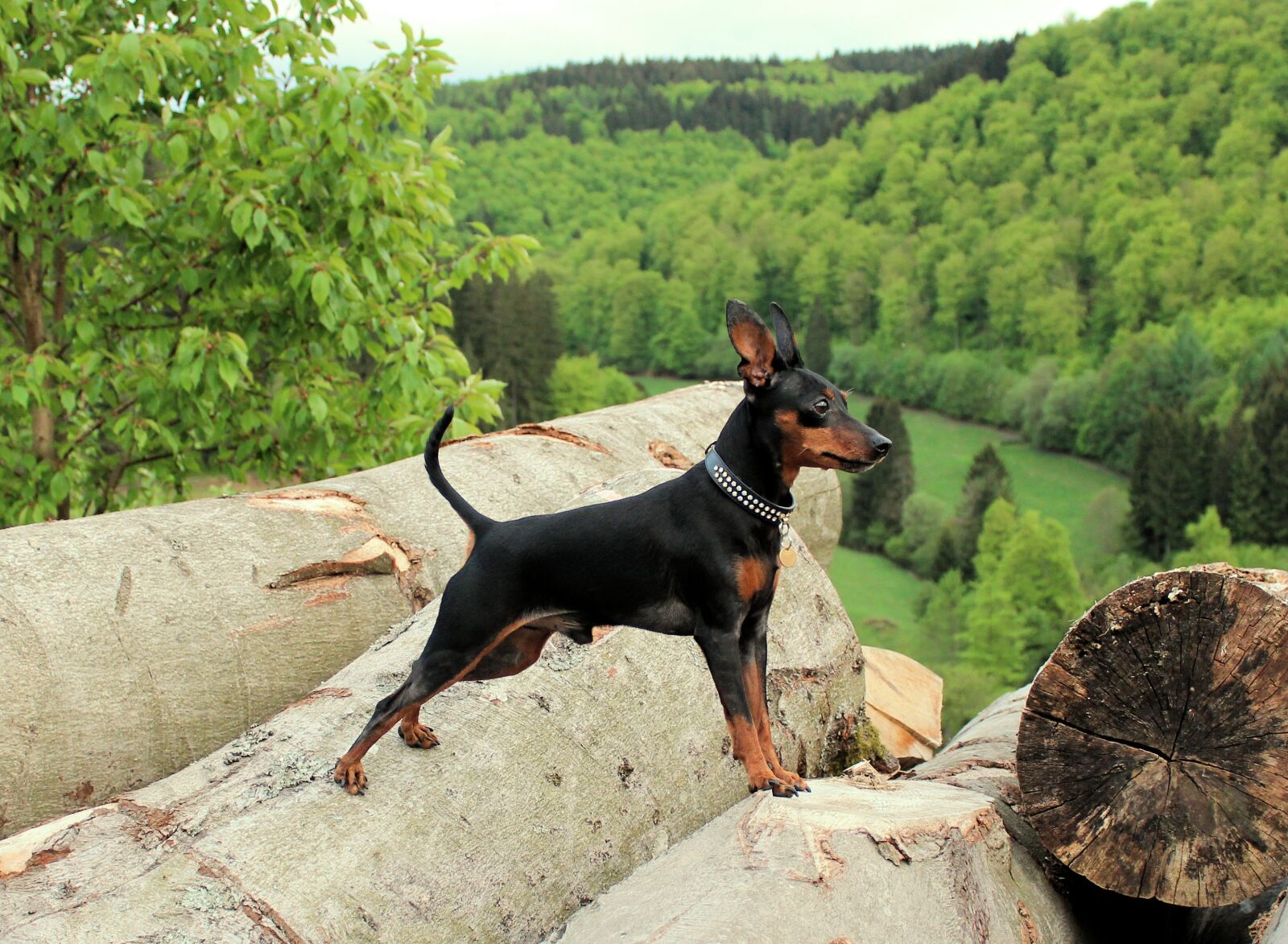 Canon EOS 600D (Rebel EOS T3i / EOS Kiss X5) sample photo. Miniature pinscher, strains, log photography