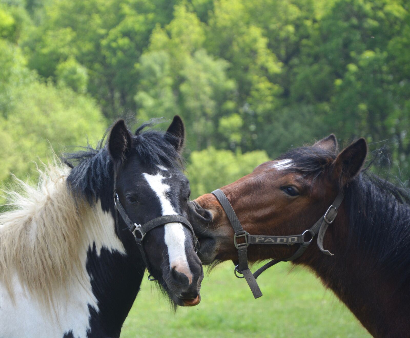 Nikon D5200 sample photo. Kisses horses, kiss, horses photography