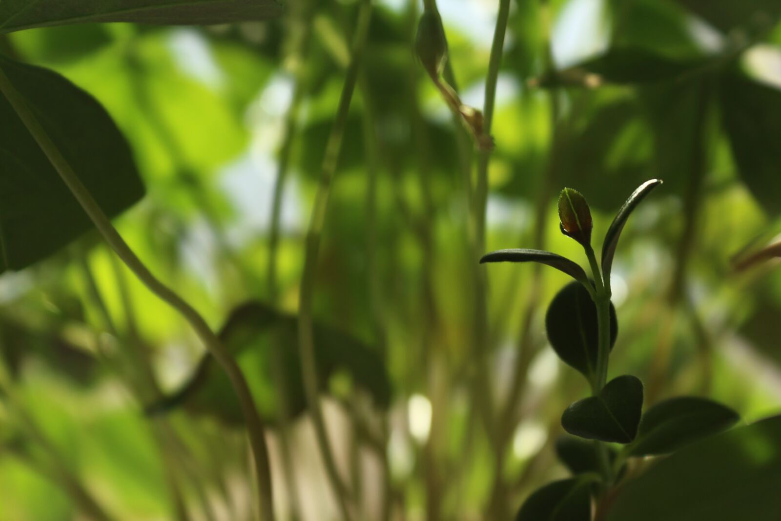 Canon EOS 650D (EOS Rebel T4i / EOS Kiss X6i) sample photo. Grass, houseplants, at home photography