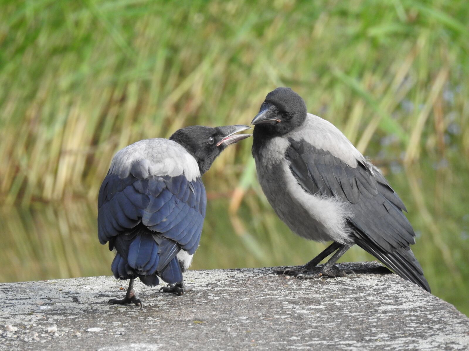 Nikon Coolpix P900 sample photo. Bird, crow, feather photography