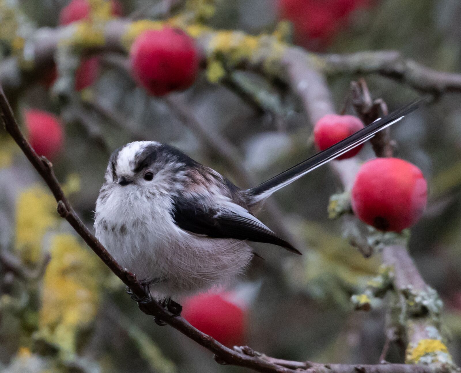 Canon EOS 7D Mark II sample photo. Long tailed tit, pink photography