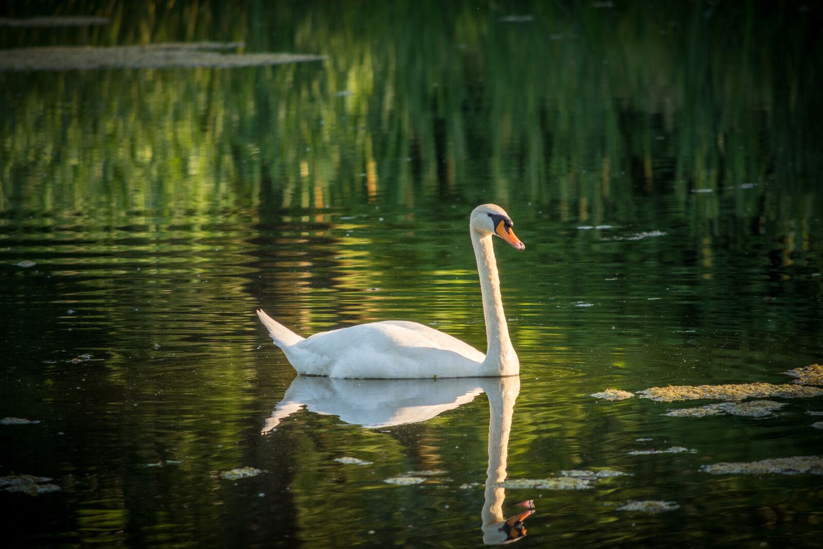 Nikon D7200 sample photo. Swan, lake, waters photography