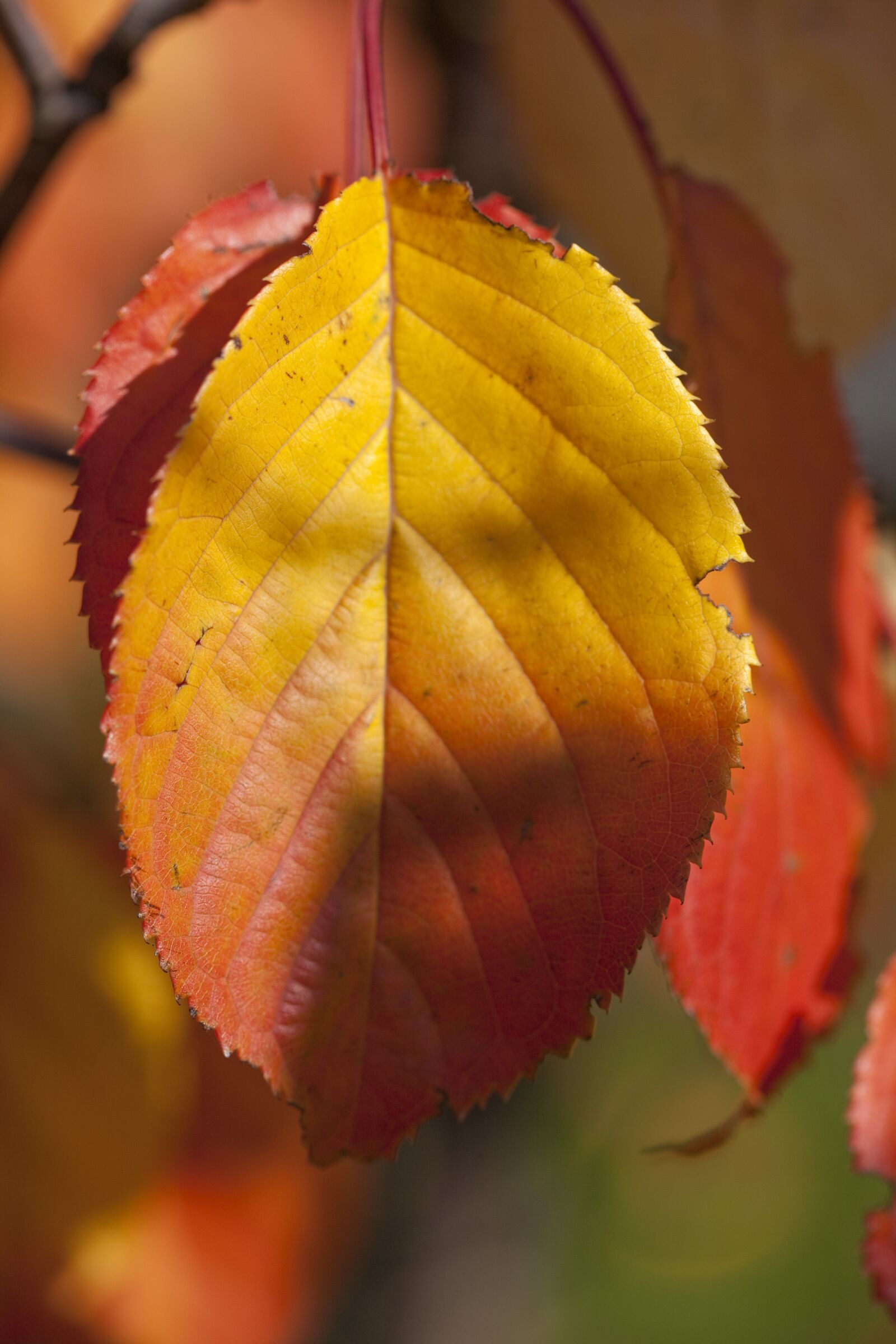 Canon EOS 5D Mark II sample photo. Autumn, leaf, garden photography