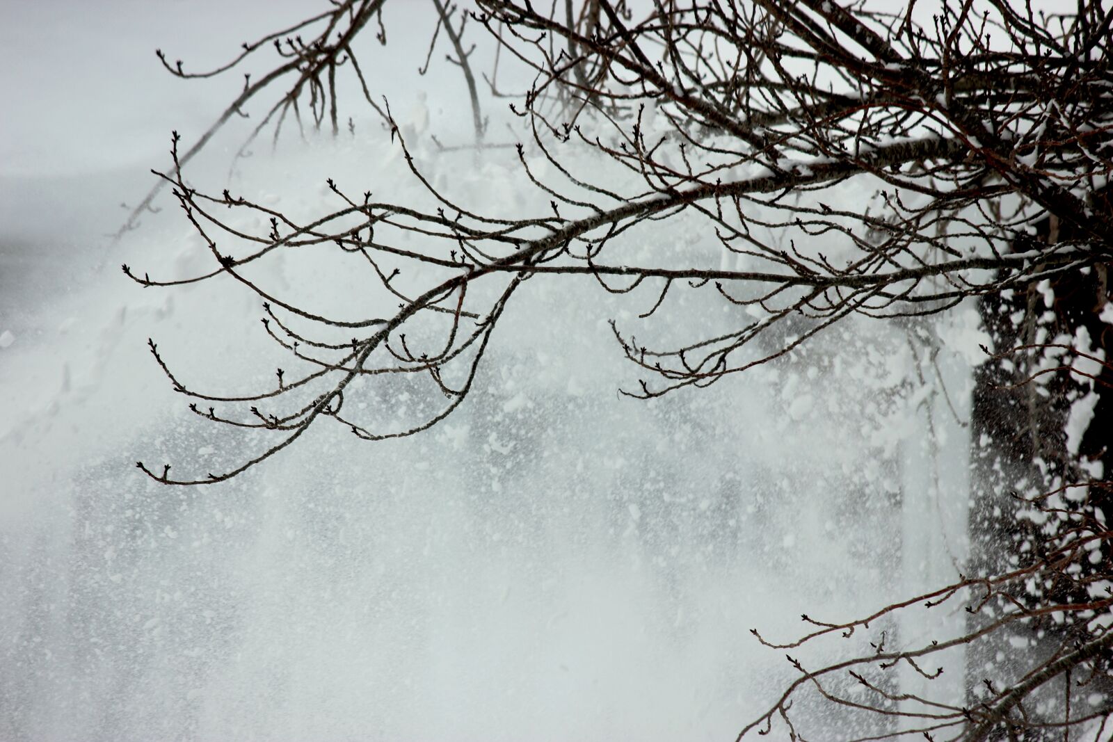 Canon EOS 550D (EOS Rebel T2i / EOS Kiss X4) sample photo. Snow, winter, cold photography