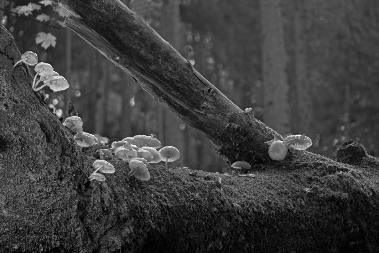Tamron SP AF 60mm F2 Di II LD IF Macro sample photo. Mushrooms, book mucus r photography