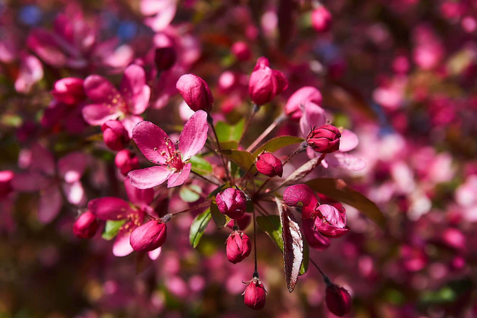 Sony a6000 sample photo. Embellishment, coccinella, malus photography