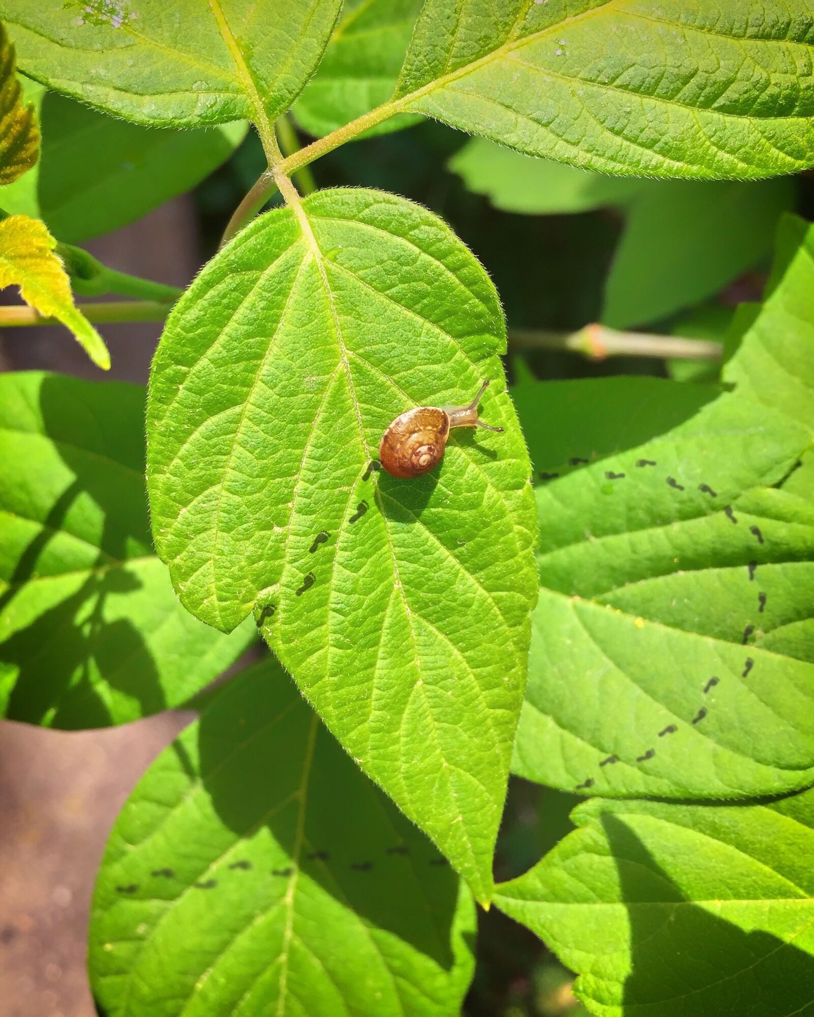 Apple iPhone 6 sample photo. Snail, leaf, footprint photography