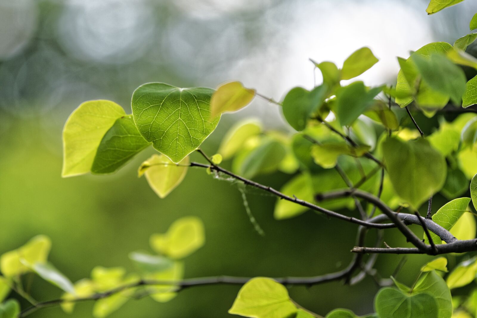 Nikon D750 sample photo. Green, oh, boy photography