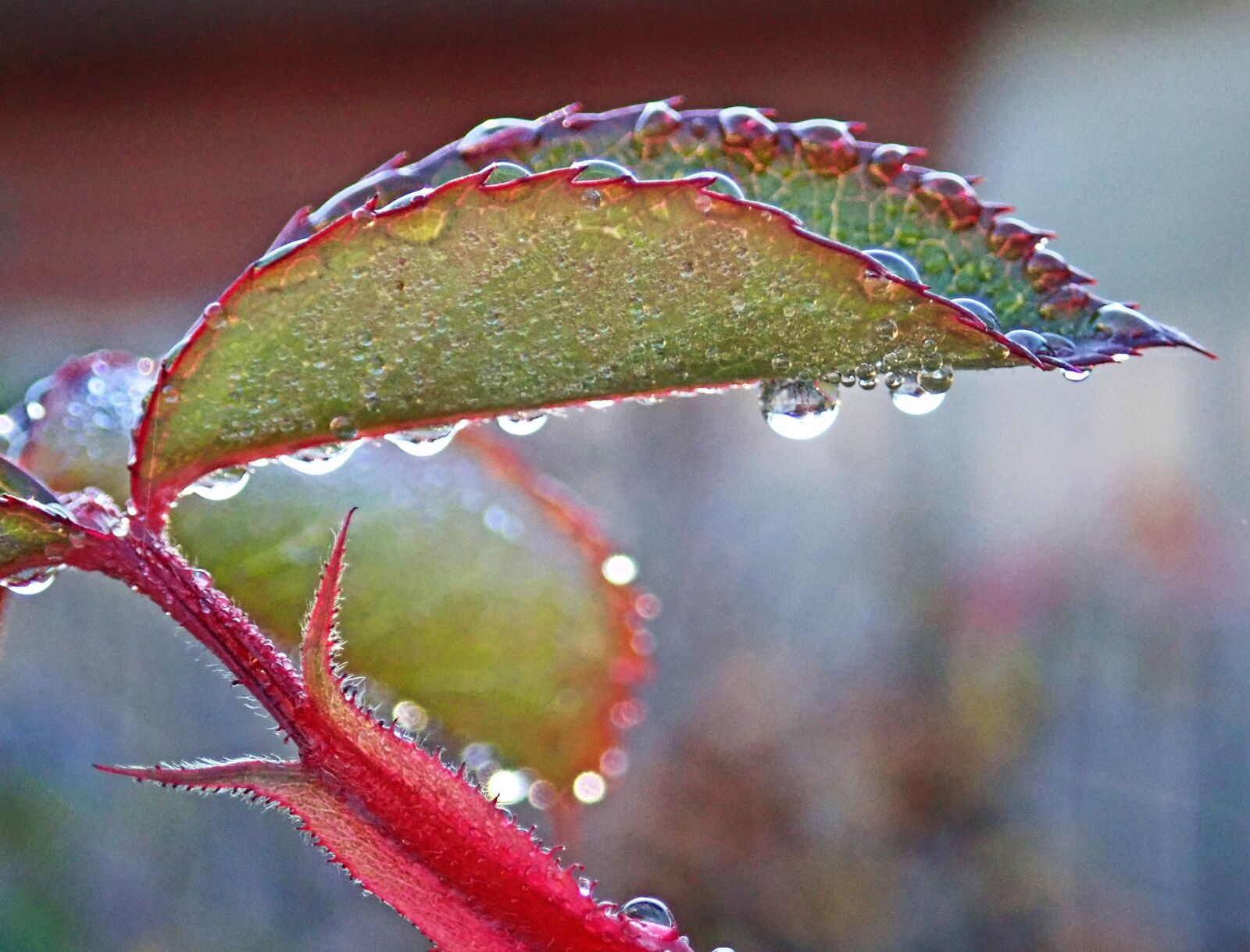 Olympus TG-5 sample photo. Leaves, rose, foliage photography