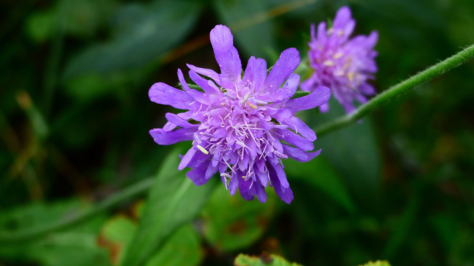 Panasonic Lumix DMC-FZ200 sample photo. Flower, alps, color photography