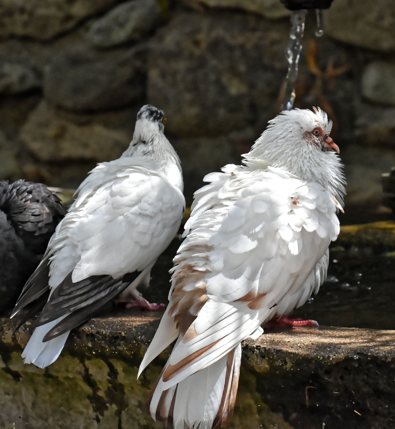 Nikon D7200 sample photo. Pigeons, various, watering hole photography