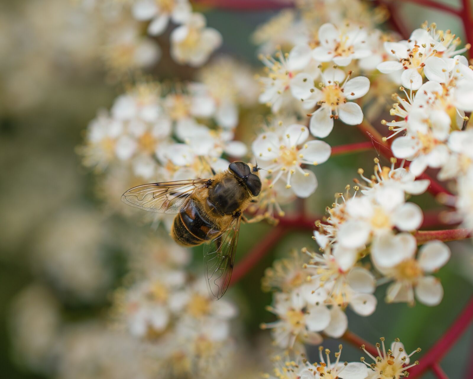 Nikon D5600 sample photo. Bee, flower, forage photography