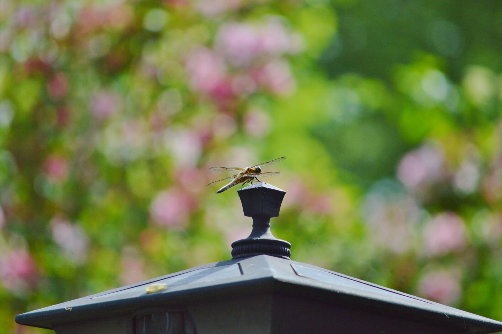 Nikon D3200 sample photo. Dragonfly, insect, wing photography