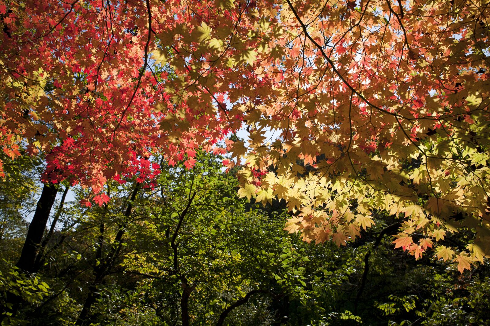 Canon EOS 5D sample photo. Leaves, autumn leaves, autumn photography