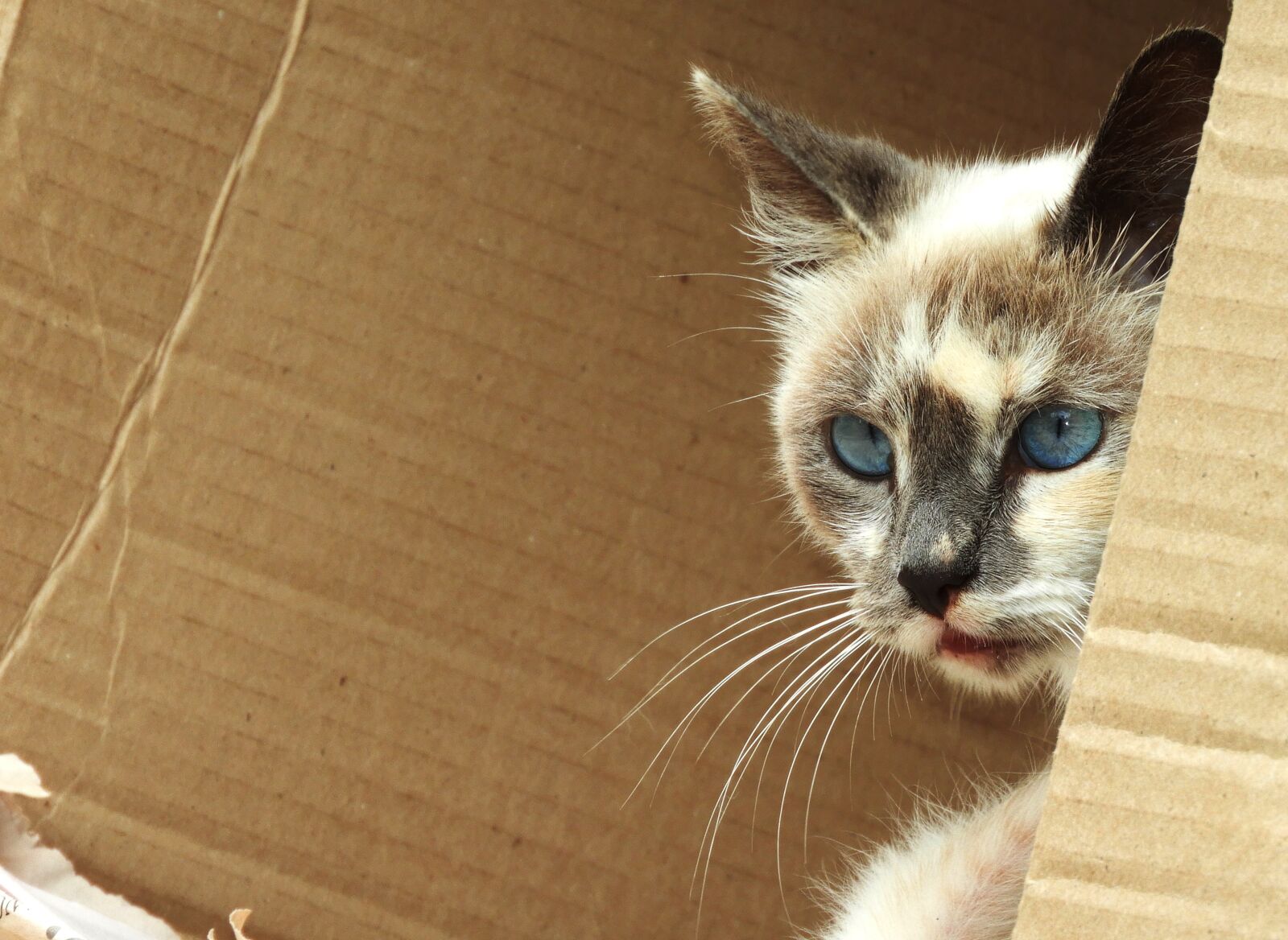 Nikon Coolpix B700 sample photo. Animalia, nice, cat photography