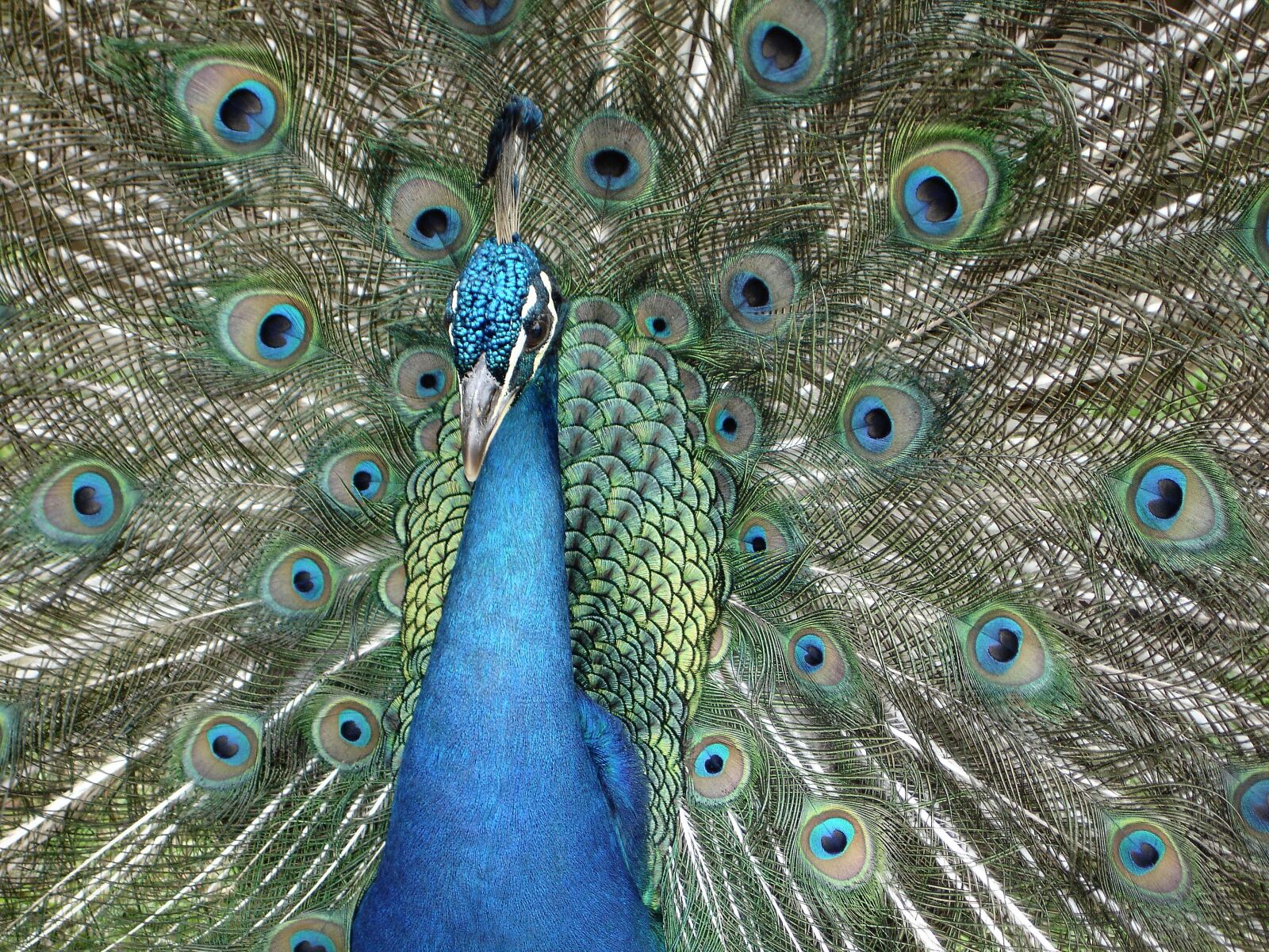 Sony DSC-P200 sample photo. Peacock, animal, bird photography