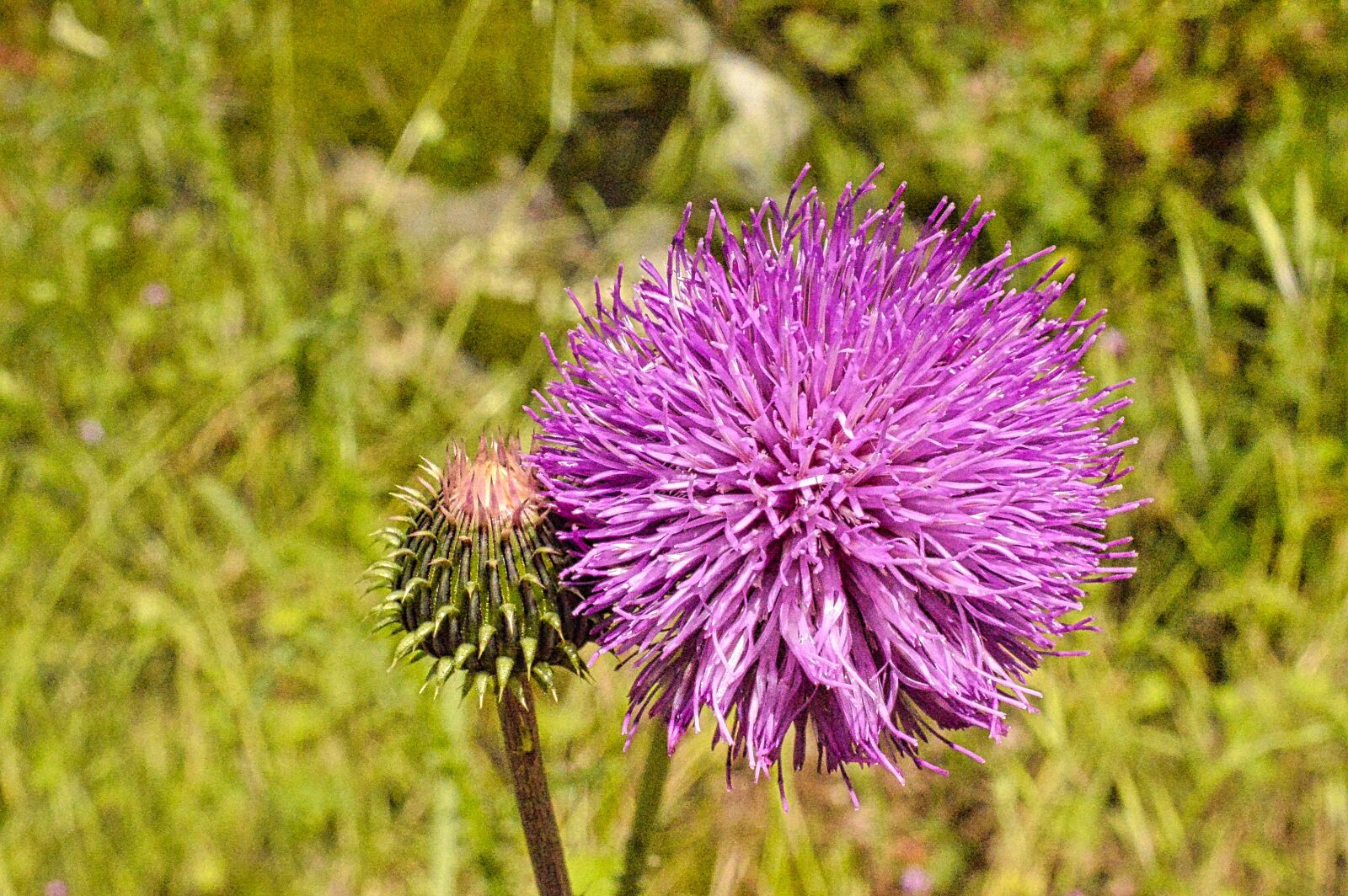 Nikon D3200 sample photo. Flower, thistle, nature photography